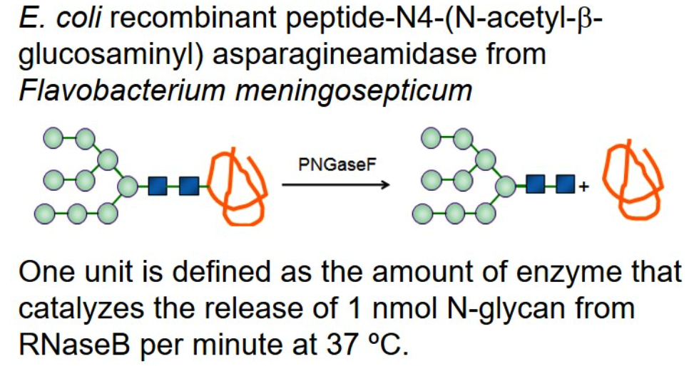 Glycopeptidase; PNGaseF